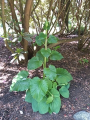 Cardiocrinum giganteum