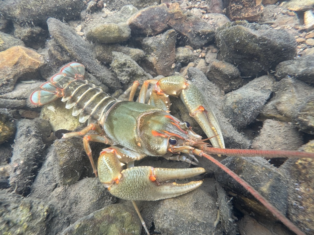 Tennessee Bottlebrush Crayfish
