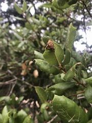 Callirhytis perfoveata