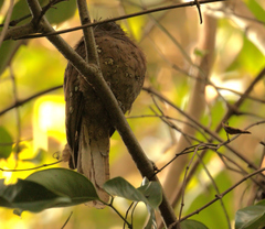 Batrachostomus moniliger