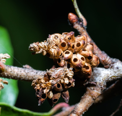 Callirhytis serricornis
