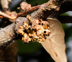Callirhytis serricornis