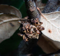 Callirhytis serricornis