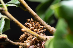 Callirhytis serricornis