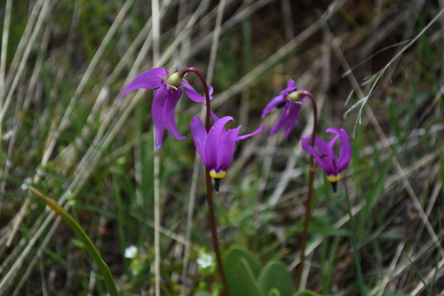 Primula conjugens var. conjugens