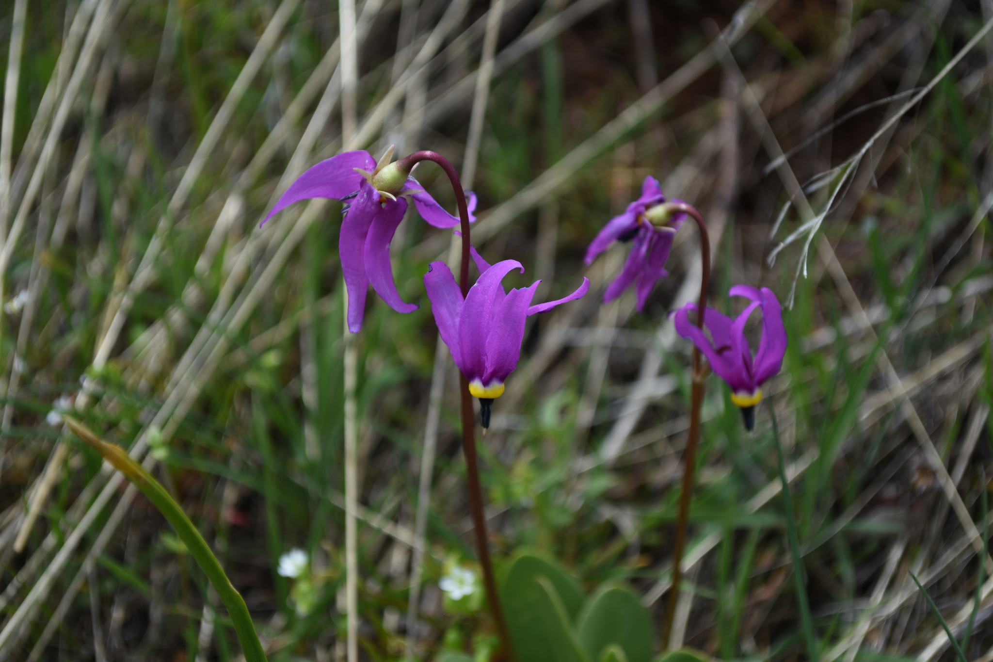 Primula conjugens var. conjugens