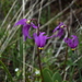Primula conjugens conjugens - Photo 由 Christopher Lindsey 所上傳的 (c) Christopher Lindsey，保留部份權利CC BY-NC