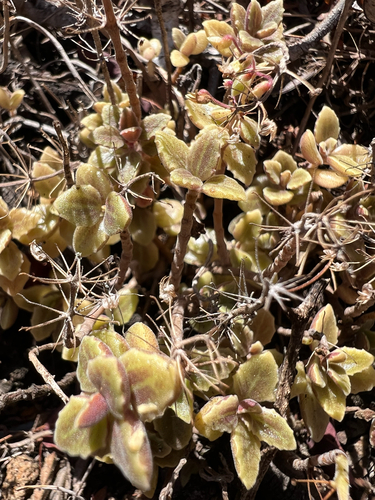 Coleus prostratus, 2025-09-08