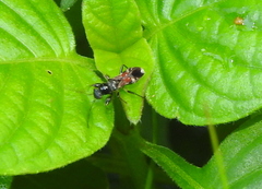 Caridops globicollis
