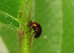 Hemithyrsocera palliata