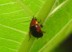 Hemithyrsocera palliata