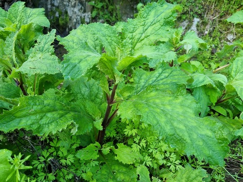 Calceolaria petioalaris (Calceolaria petioalaris)