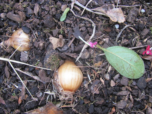 Allium cepa iNat (2)