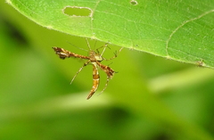 Xyroptila oenophanes