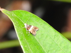 Choreutis argoxantha