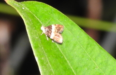 Choreutis argoxantha