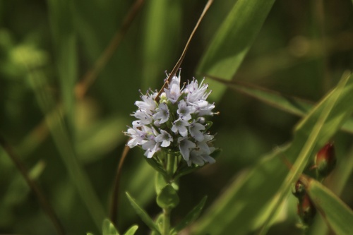 Mentha japonica iNat (2)