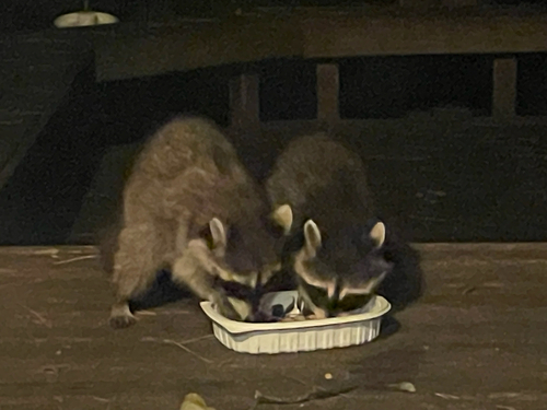 Common Raccoon photographed in North Carolina