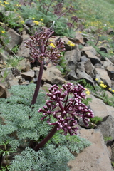Lomatium minus