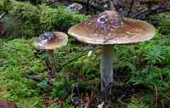 Cortinarius seidliae