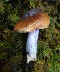 Cortinarius seidliae