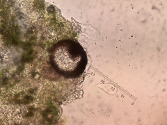 Thrombium epigaeum