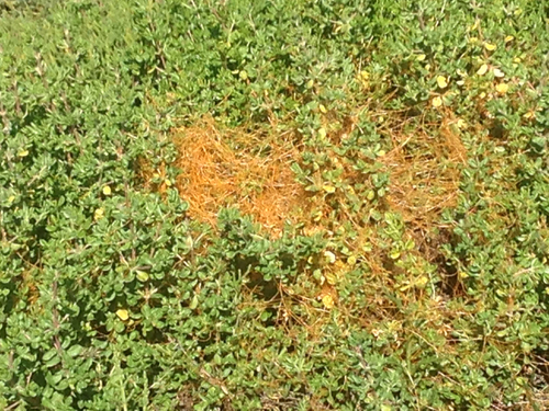 iNaturalist observation photo of Cuscuta sect. Californicae