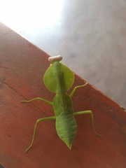 Rhombodera latipronotum