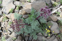 Lomatium minus