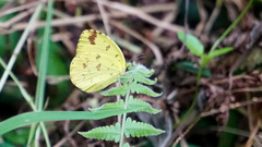 Eurema hecabe hecabe