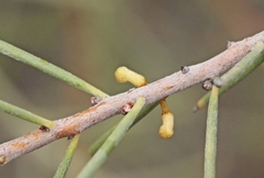 Hakea tephrosperma