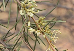 Hakea tephrosperma