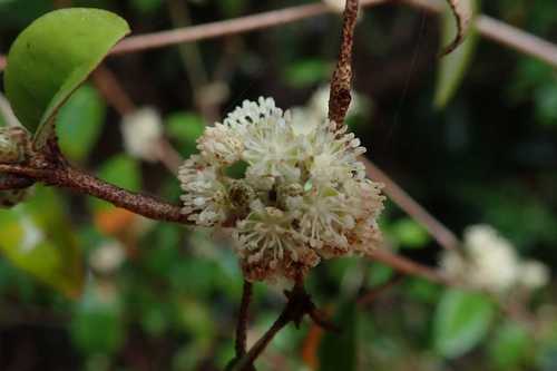 Image of Croton pseudopulchellus by no rights reserved