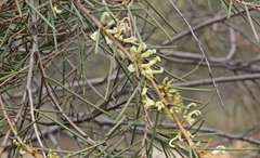 Hakea tephrosperma