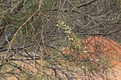 Hakea tephrosperma