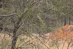 Hakea tephrosperma