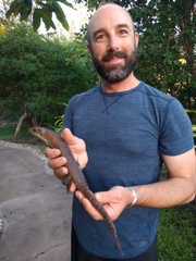 Broadleysaurus major