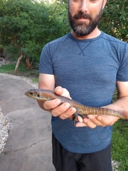 Broadleysaurus major