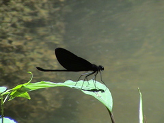 Matronoides cyaneipennis