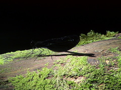 Matronoides cyaneipennis