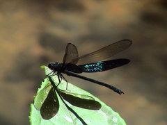Euphaea