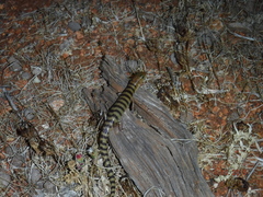 Eremiascincus richardsonii