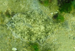 New Zealand Greenback Flounder photo 5