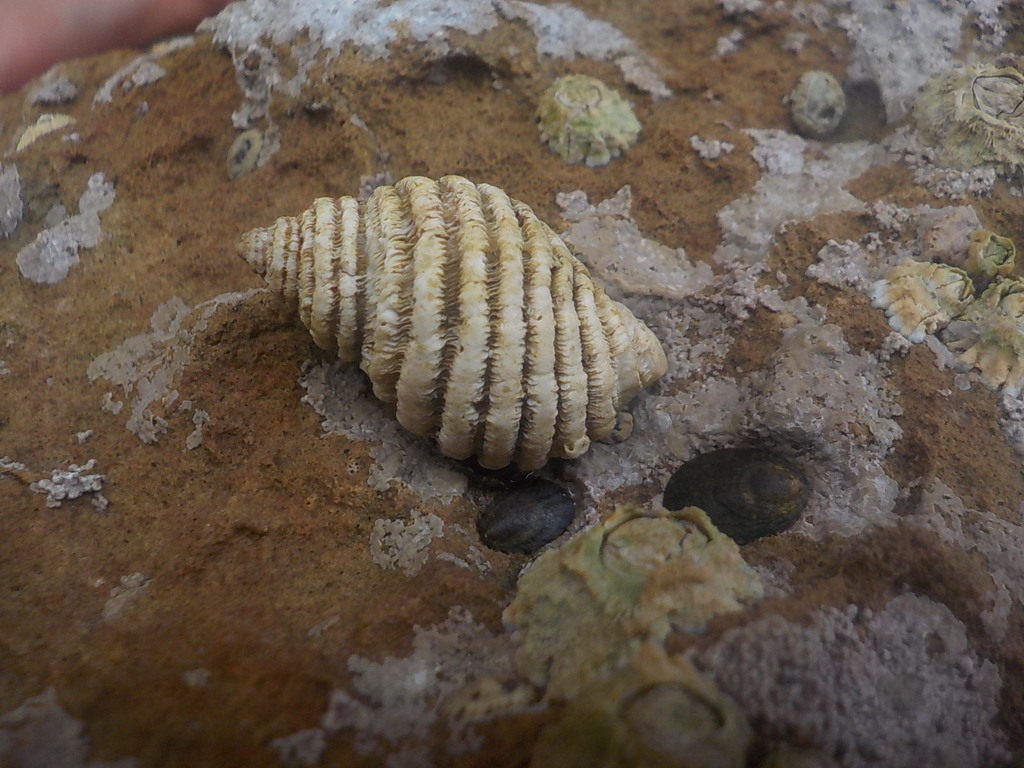 Haustrum lacunosum
