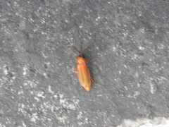 Stenocladius bicoloripes