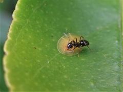 Technomyrmex jocosus