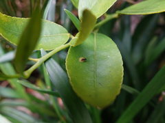 Technomyrmex jocosus