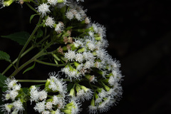 Ageratina roanensis