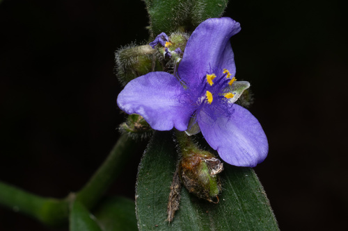 Zigzag Spiderwort (Tradescantia subaspera)