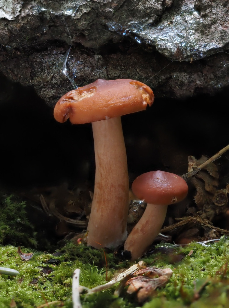 Birch Milkcap